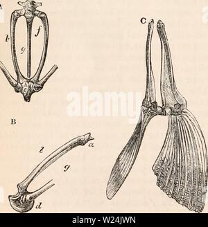 Archiv Bild von Seite 247 des cyclopaedia von Anatomie und Stockfoto