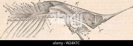 Archiv Bild von Seite 1055 Der cyclopaedia von Anatomie und. Die cyclopaedia von Anatomie und Physiologie cyclopdiaofana 03 Todd Jahr: 1847 966 Fische. Abb. 499. 500. Knorpelige Schädel und dem vorderen Teil der Wirbelsäule von der Stör (Accipenser sturio). a, knorpelige Achse der Wirbelsäule; b, c, quer apophyses und Rippen; f, f, g, g', g', g', g'', knorpelige Hinterhaupt i, k, Augen und Nase kranialen Kavitäten; m, n, Pedicle der Mund mit dem Schädel verbunden sind; 26., Knochen Unterstützung der Unterkiefer; 18,22, palatin Knorpel; O, P, S, Knorpel, der die Superior m Stockfoto