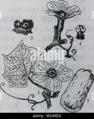 Archiv Bild von Seite 1093 von da bie Shan zhi Wu. Da bie Shan wu Zhi Zhi dabieshanzhiwuzh 00 zixi Jahr: 2006.9 1078 å¤ § Stockfoto