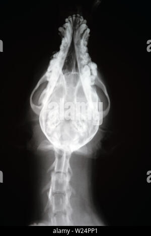 X-ray von Hund Schädel. Veterinär Röntgenbild. Stockfoto