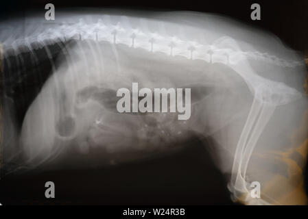 X-ray Film der Hund laterale Ansicht. Veterinärmedizin, Tiermedizin Anatomie Konzept. Stockfoto