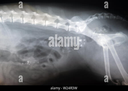 X-ray Film der Hund laterale Ansicht. Veterinärmedizin, Tiermedizin Anatomie Konzept. Stockfoto