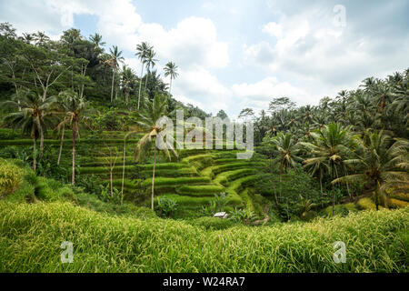 Typische reisanbau asiatischen Landschaft Stockfoto