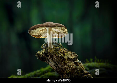 Einsame Pilzzucht auf morschen Baum Niederlassung im Wald Stockfoto