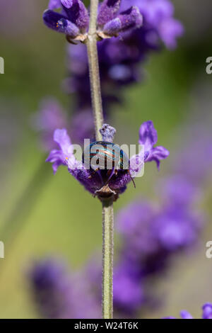 Rosmarin Käfer (Chrysolina americana) Fütterung auf einem Lavendel Pflanze bei Mayfield Lavender Farm, Banstead, Surrey, Großbritannien Stockfoto