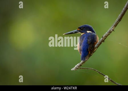 Eine australische Azure Kingfisher. Außerhalb der Stadt Brisbane an der Ostküste von Australien gefangen. Stockfoto