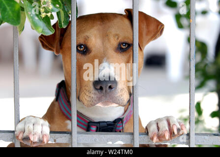 Eine junge amerikanische Grube Stier Terrier Hund schaut wehmütig durch die Bars der Zaun von seinem Hof Stockfoto