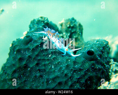 Ein Muster der Sea Slug oder aeolid Nacktschnecke pilgrim Learchis elysia peregrina Spaziergang auf einem schwarzen Schwamm ircinia foetida Stockfoto