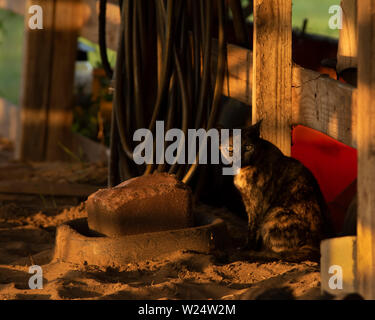 Scheune Katze "Patches" neben einem Salz Block in der Scheune sitzen. Stockfoto