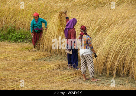 Die Landwirte ernten von Reis im ländlichen Nepal Stockfoto