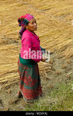 Frau in bunter Tracht der Ernte von Reis im ländlichen Nepal Stockfoto