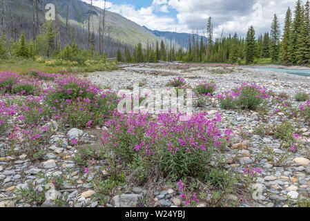 Dwarf Fireweed auf der Vermilion Fluss in Kootenay National Park, British Columbia, Kanada Stockfoto