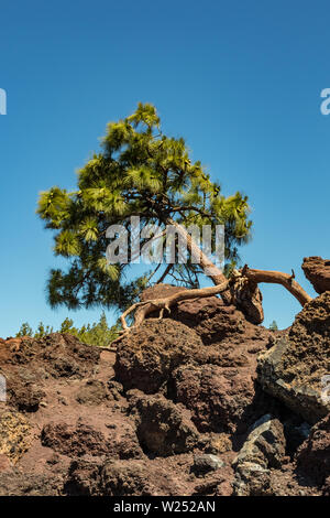 Vertikale. Einzigartige Pine Tree auf den Horizont schiefen, wachsende direkt von der Lava und Bissen in die Felsen. Der strahlend blaue Himmel, moutain Pinienwald Stockfoto