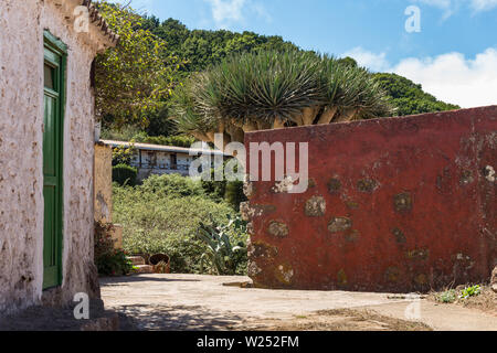 Teno Alto Berge. Typisches Dorf mit alten Häusern. Grüne Hügel mit Heidekraut und Lorbeeren abgedeckt. Kaktus, Blue Agave und riesige Drachenbaum der Co Stockfoto