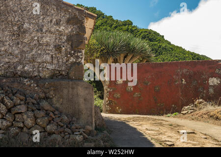 Teno Alto Berge. Typisches Dorf mit alten Häusern. Grüne Hügel mit Heidekraut und Lorbeeren abgedeckt. Kaktus, Blue Agave und riesige Drachenbaum der Co Stockfoto