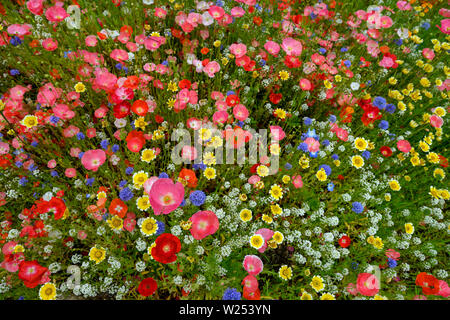 Sommer wiese Kante mit lebendigen wildflowers zu Kante Stockfoto
