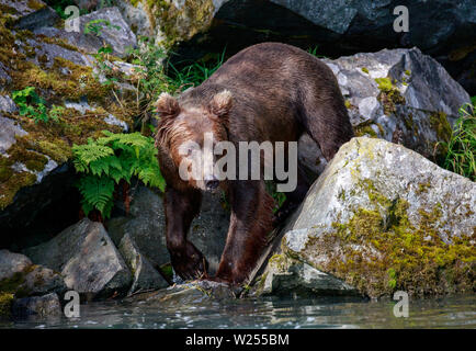 Alaskan Brown bear zwischen Felsen bereit, in das Wasser zu bekommen Stockfoto