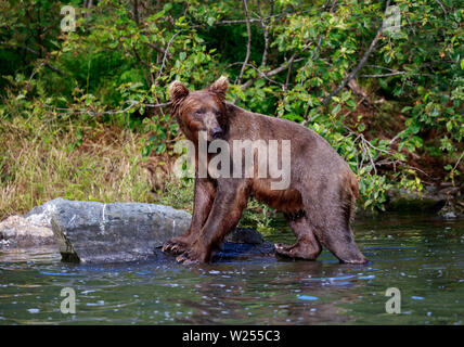 Alaskan Brown bear stehend auf einem Felsen im Wasser Stockfoto