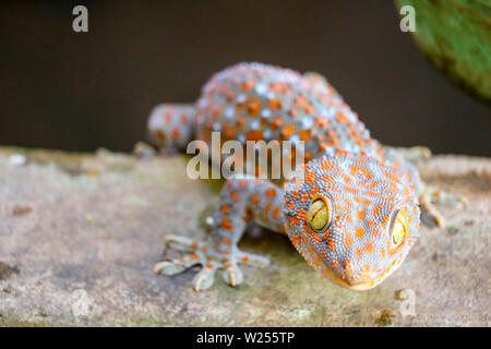 Gecko fiel von der Wand in den Wassertank und kletterte auf dem Beckenrand Stockfoto