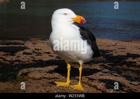 Ein einsamer Pacific Möwe steht auf Felsen beäugte die Kamera auf Honeymoon Bay, Freycinet Nationalpark, Tasmanien, Australien Stockfoto