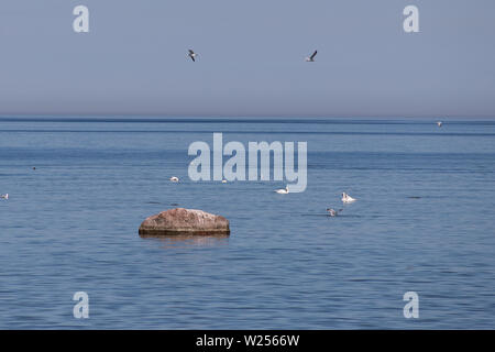 Schöne Möwen und Schwäne auf der Ostsee an einem sonnigen Sommertag. Stockfoto