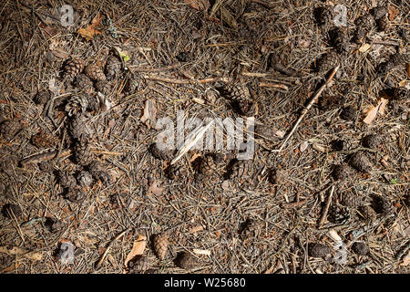 Textur aus einem Stapel von bunten Hütchen auf dem Boden liegen in den Bergen, Wald, Outdoor, Trekking. Bündel von pinienzapfen auf dem Boden. Natur abstr Stockfoto