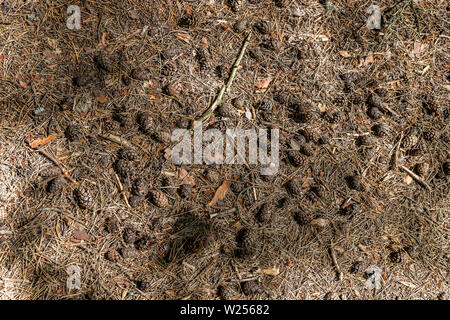 Textur aus einem Stapel von bunten Hütchen auf dem Boden liegen in den Bergen, Wald, Outdoor, Trekking. Bündel von pinienzapfen auf dem Boden. Natur abstr Stockfoto
