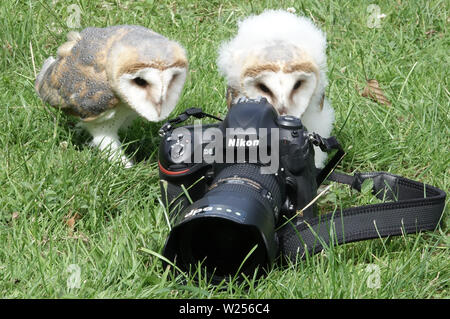 03 Juli 2019, Schleswig-Holstein, Großenaspe: Zwei junge schleiereulen sind in eine Kamera auf einer Wiese im Wildpark Eekholt interessieren. Die Vögel im Mai geboren wurden von Hand aufgezogen. Später werden Sie an den Flugvorführungen in der Game Park zu nehmen. Foto: Carsten Rehder/dpa Stockfoto