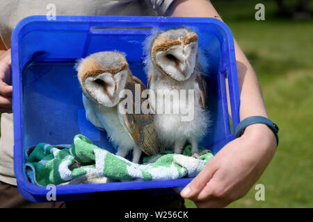 03 Juli 2019, Schleswig-Holstein, Großenaspe: Zwei junge schleiereulen sitzen in einer Box im Wildpark Eekholt. Die Vögel im Mai geboren wurden von Hand aufgezogen. Später werden Sie an den Flugvorführungen in der Game Park zu nehmen. Foto: Carsten Rehder/dpa Stockfoto