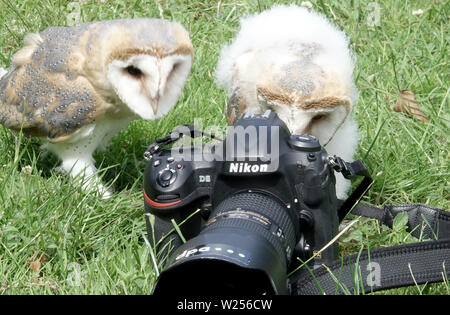 03 Juli 2019, Schleswig-Holstein, Großenaspe: Zwei junge schleiereulen sind in eine Kamera auf einer Wiese im Wildpark Eekholt interessieren. Die Vögel im Mai geboren wurden von Hand aufgezogen. Später werden Sie an den Flugvorführungen in der Game Park zu nehmen. Foto: Carsten Rehder/dpa Stockfoto