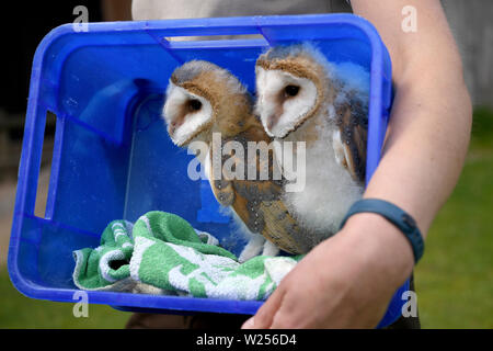 03 Juli 2019, Schleswig-Holstein, Großenaspe: Zwei junge schleiereulen sitzen in einer Box im Wildpark Eekholt. Die Vögel im Mai geboren wurden von Hand aufgezogen. Später werden Sie an den Flugvorführungen in der Game Park zu nehmen. Foto: Carsten Rehder/dpa Stockfoto