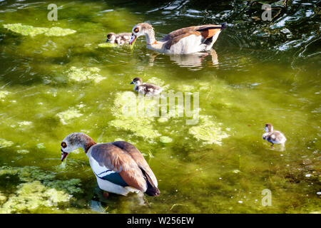 Miami Beach Florida, Normandy Shores Golfplatz, ägyptische Gänse Alopochen aegyptiaca, Gänseküken, nicht-einheimische Tierwelt, See, Algen essen, schwimmen, Besucher tr Stockfoto