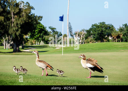 Miami Beach, Florida, Normandy Shores Golfplatz, ägyptische Gänse Alopochen aegyptiaca, Gänseküken, nicht-einheimische Tierwelt, Gänseküken, Wandern, Grün, FL190531036 Stockfoto