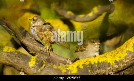 Paar spanischen Spatzen Percehd auf einem Baum Cadiz Spanien Stockfoto