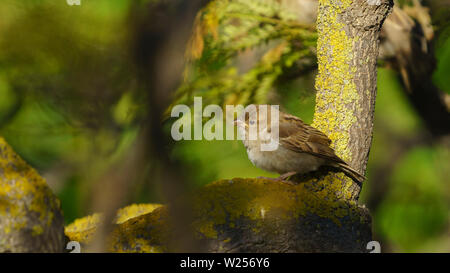 Spanisch Sparrow Percehd auf einem Baum Cadiz Spanien Stockfoto