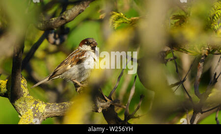 Spanisch Sparrow Percehd auf einem Baum Cadiz Spanien Stockfoto
