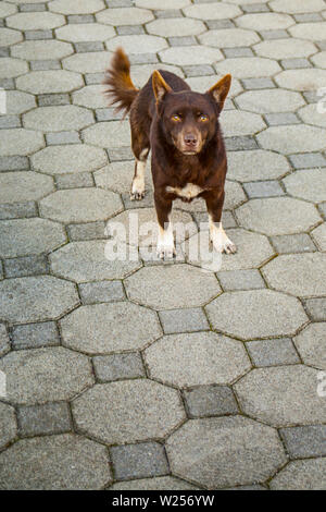 Brauner Hund in die Kamera schauen. Hund ist in der Nähe. Stockfoto