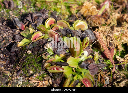 Fleischfressende Pflanze - Royal Botanic Garden, Sydney, Australien, 28. Mai 2019 Stockfoto