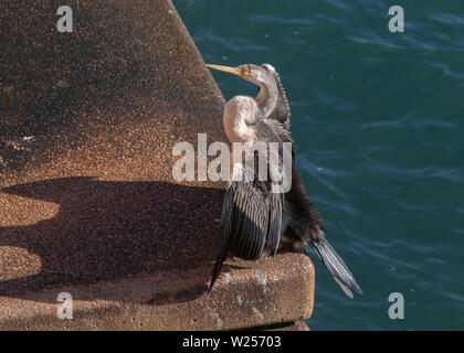 Australiasian Darter Mai 28th, 2019 Sydney, Australien Stockfoto