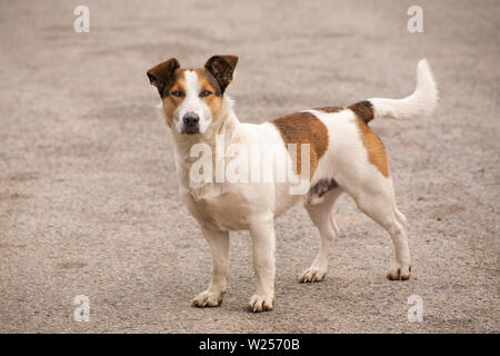 Braune und weiße Hund ist auf die Kamera. Auf der engen Strecke. Stockfoto