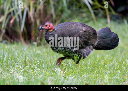 Australische Bürste in die Türkei, von dorrigo National Park, Australien Stockfoto