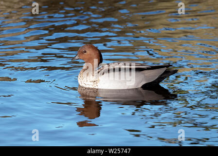 Maned australische Holz Ente (Ente) October 29th, 2019 Royal Botanic Gardens, Sydney, Australien Stockfoto