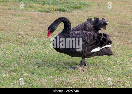 Black Swan Juni 12th, 2019 Centennial Park in Sydney, Australien Stockfoto