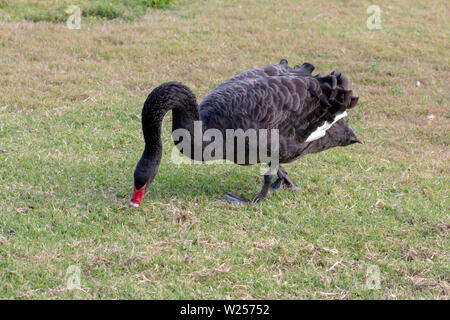 Black Swan Juni 12th, 2019 Centennial Park in Sydney, Australien Stockfoto