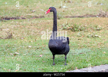 Black Swan Juni 12th, 2019 Centennial Park in Sydney, Australien Stockfoto