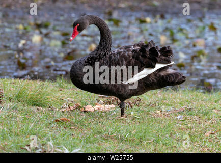 Black Swan Juni 12th, 2019 Centennial Park, Sydney, Australien Stockfoto