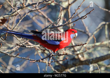 Crimson Rosella Mai 30th, 2019 Blue Mountains, Australien Stockfoto