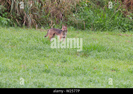 Dingo Juni 8th, 2019 in der Nähe von Mareeba, Australien Stockfoto