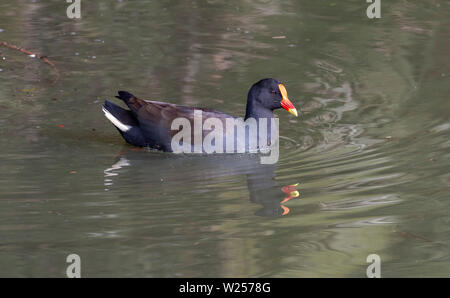 Dusky Sumpfhuhn Juni 12th, 2019 Centennial Park, Sydney, Australien Stockfoto