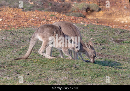 Eastern Grey Kangaroo Juni 3rd, 2019 Bongil Bongil National Park, Australien Stockfoto